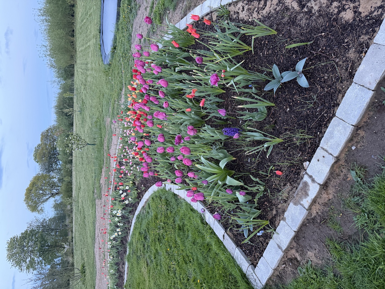 Tulipanbed