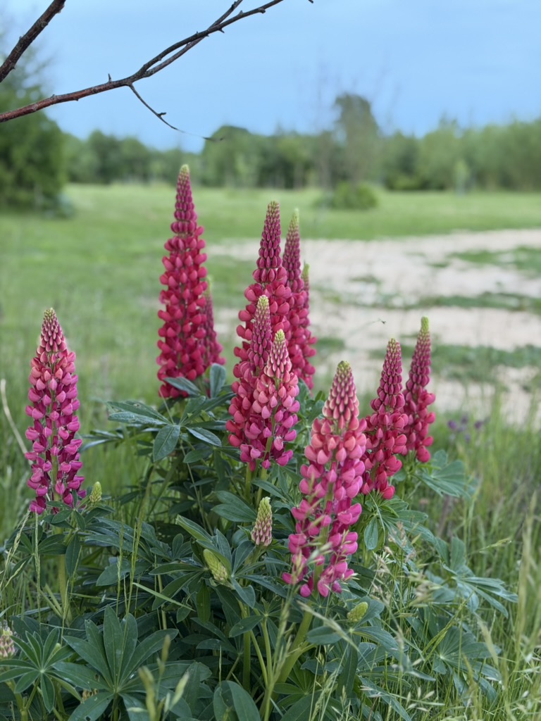 Lupiner